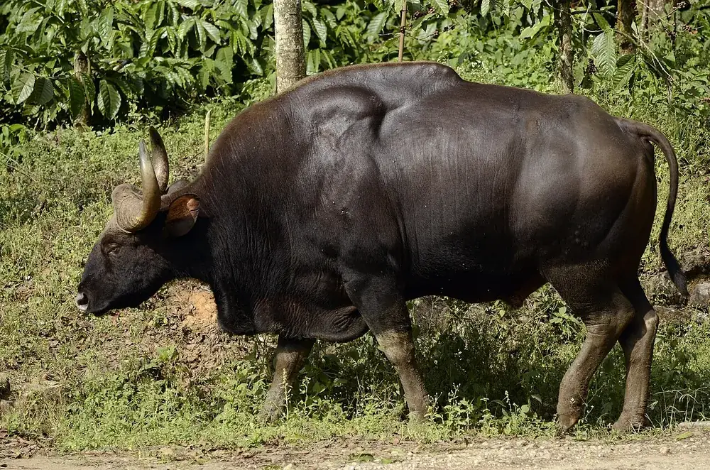 Gaur (Bos gaurus): Gaur bull standing in grass