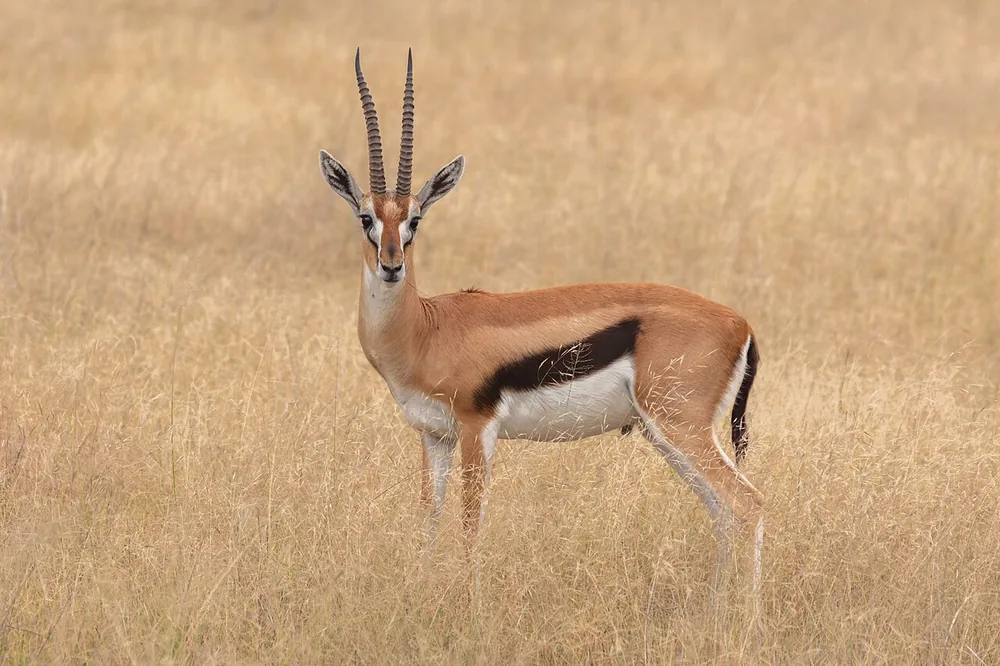 Gazelle (Thomson’s) (Eudorcas thomsonii): Thomson’s gazelle standing on grassland