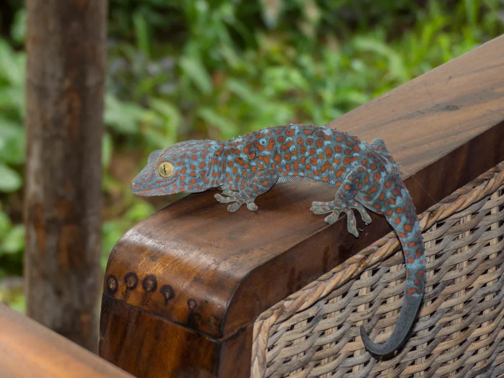 Gecko (tokay) (Gekko gecko): Tokay gecko clinging to wicker furniture
