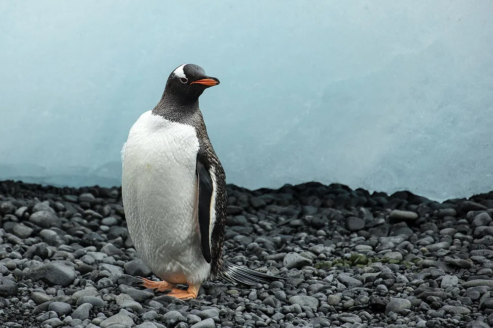 Gentoo penguin (Pygoscelis papua): Gentoo penguin standing on the ground