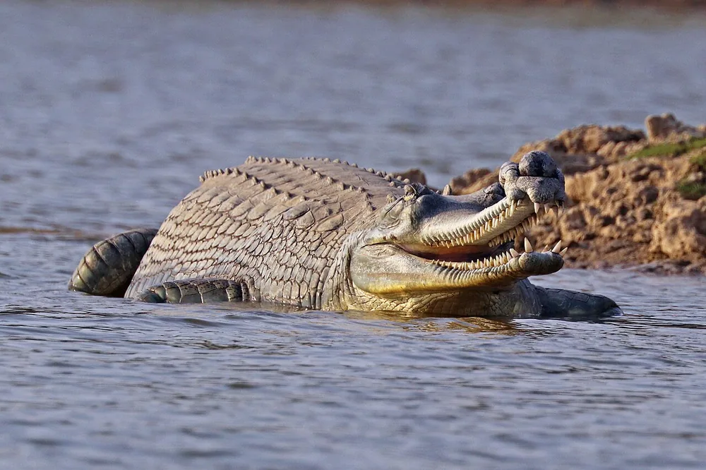 Gharial (Gavialis gangeticus): Male gharial with a long thin snout and knob