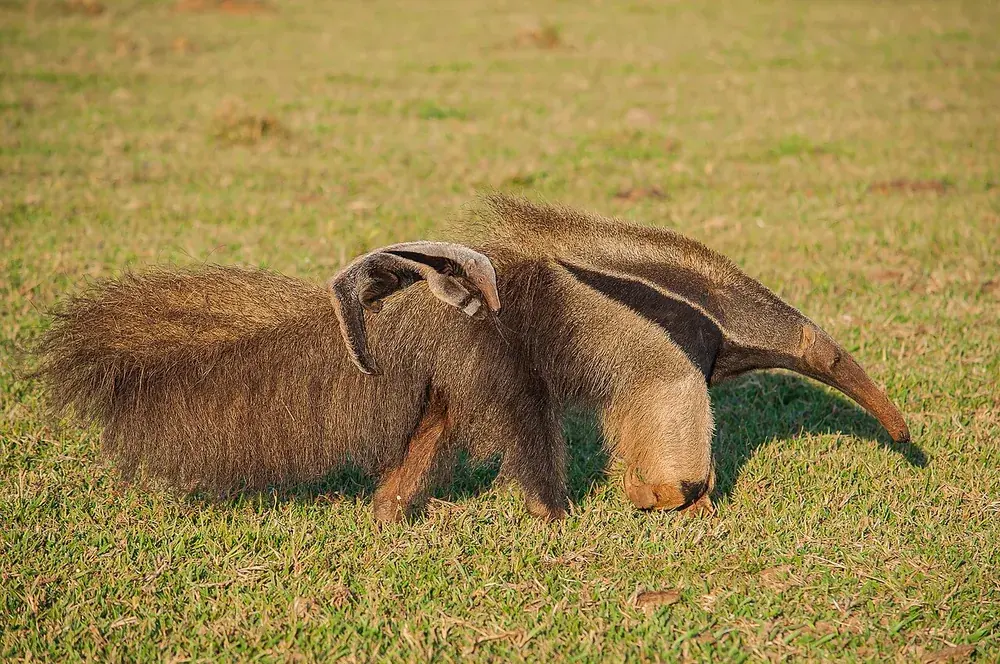 Giant anteater (Myrmecophaga tridactyla): Giant anteater carrying a young anteater on its back