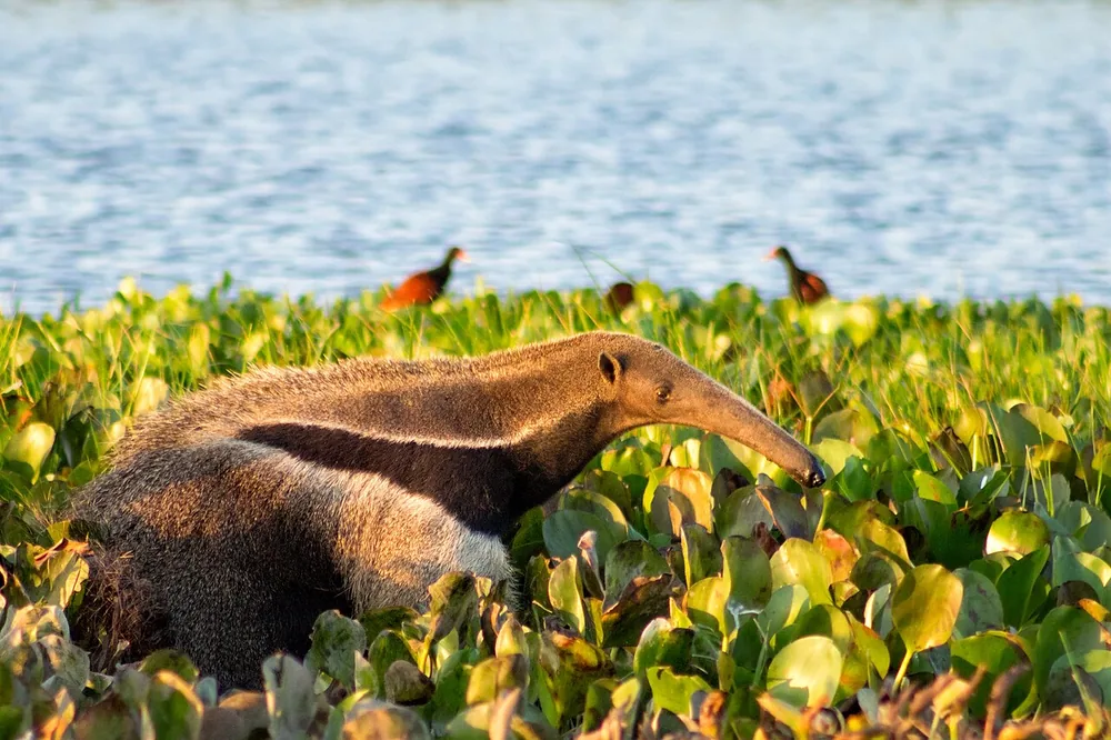 Giant anteater (Myrmecophaga tridactyla)