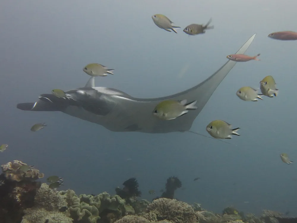 Manta ray gliding underwater over a reef
