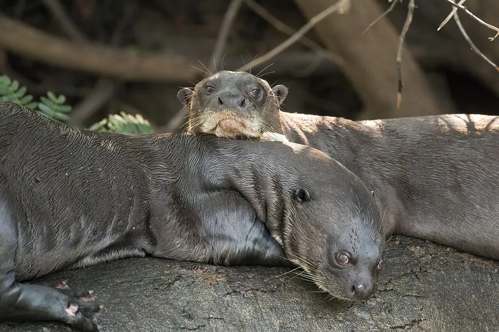 Giant otter (Pteronura brasiliensis): Two giant otters resting together