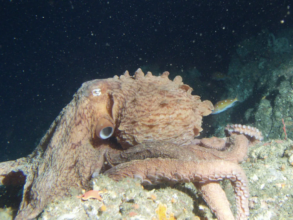 Giant Pacific octopus (Enteroctopus dofleini): Giant Pacific octopus on the seabed