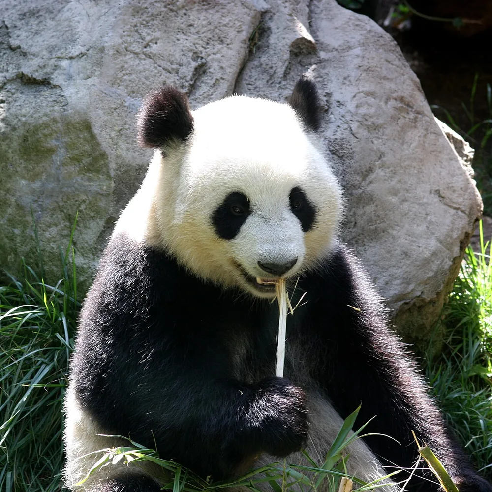 Giant panda (Ailuropoda melanoleuca): Giant panda sitting and eating bamboo