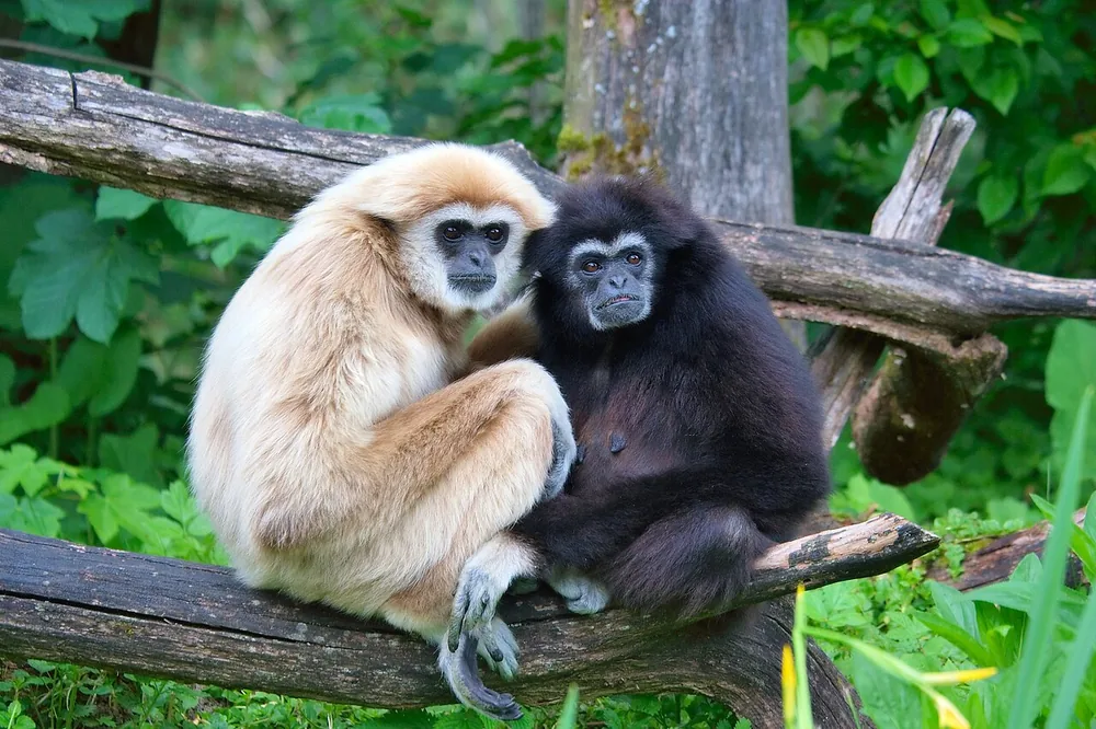 Gibbon (lar) (Hylobates lar): Pale and dark lar gibbons in a pair