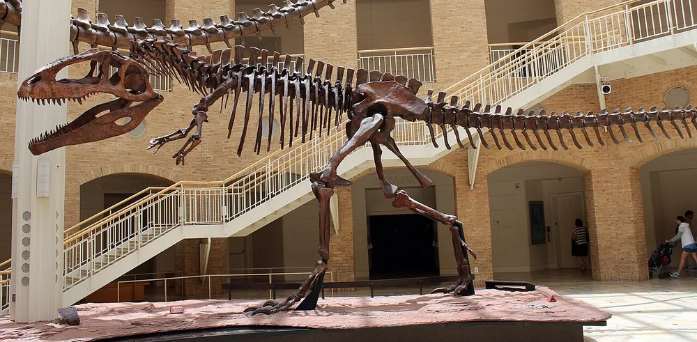 Giganotosaurus (Giganotosaurus carolinii): Giganotosaurus skeleton cast in a museum hall