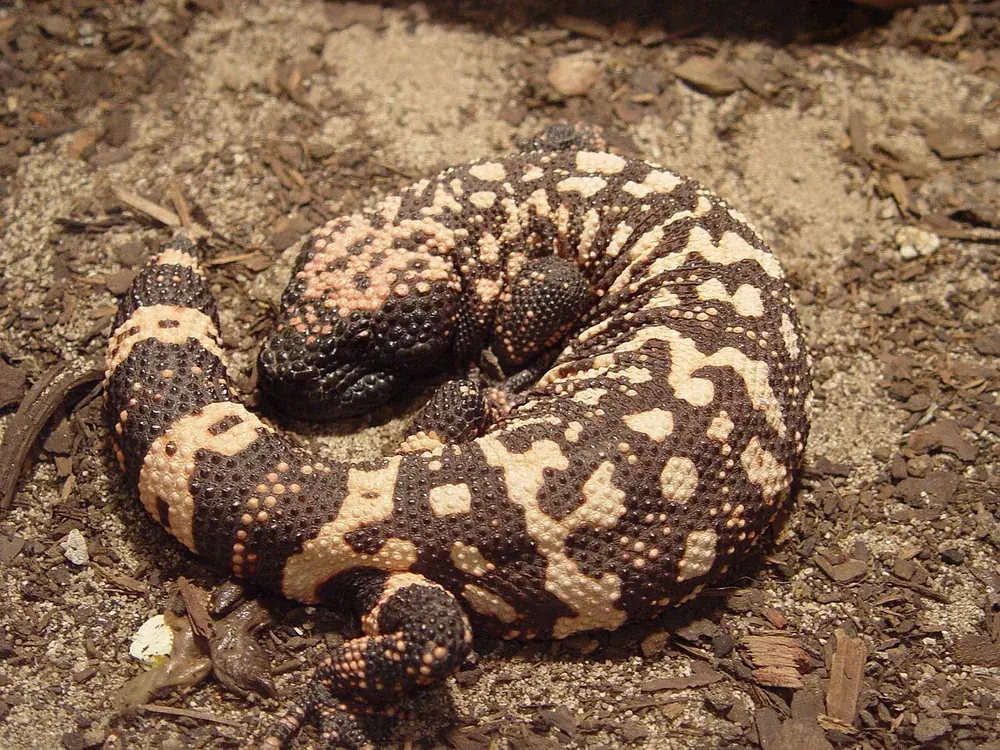 Gila monster (Heloderma suspectum): Gila monster with pink-and-black beaded skin on the ground