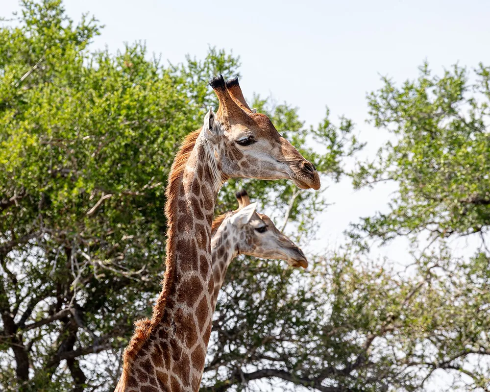 Giraffe (southern) (Giraffa giraffa): Two South African giraffes browsing in Kruger National Park
