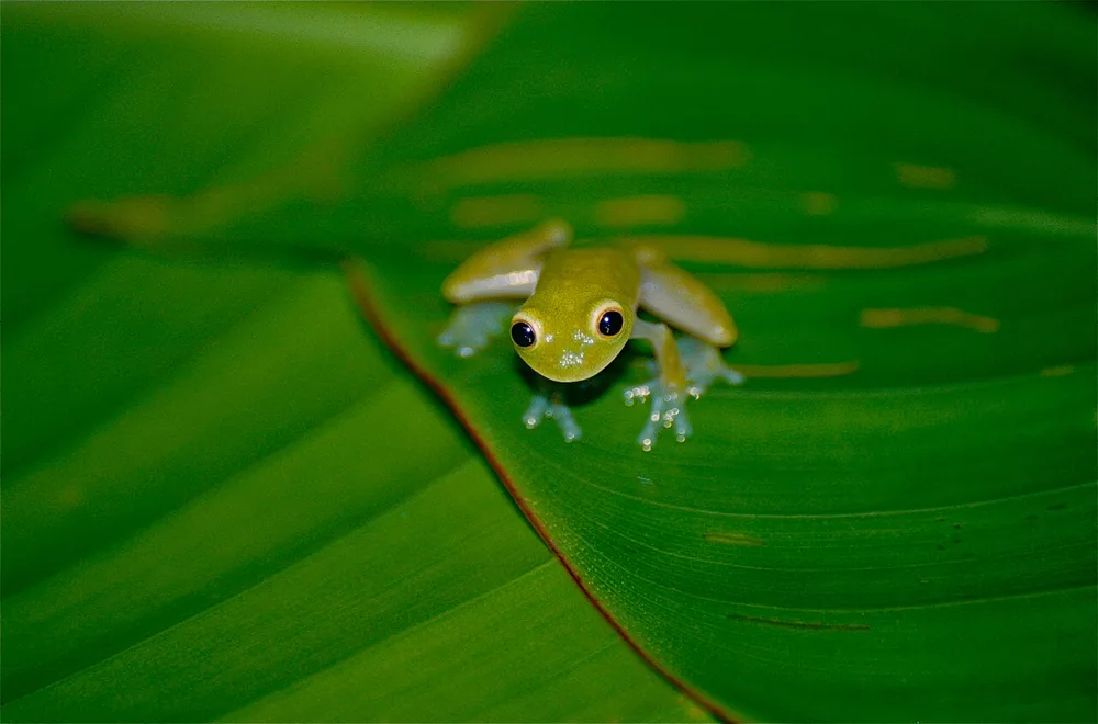 Glass frog (Taylor’s) (Hyalinobatrachium taylori): Small green glass frog on a leaf