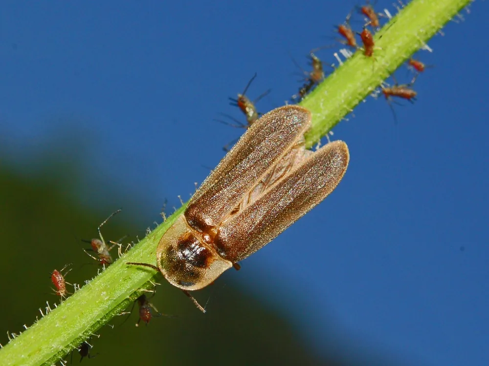 Glow-worm (common) (Lampyris noctiluca): Winged male glow-worm beetle