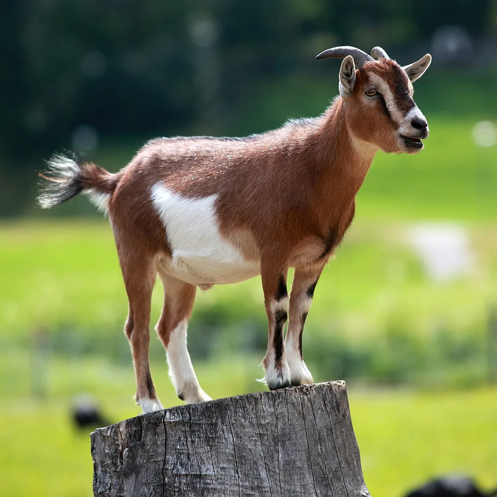 Goat (Capra hircus): Domestic goat standing on a tree stump