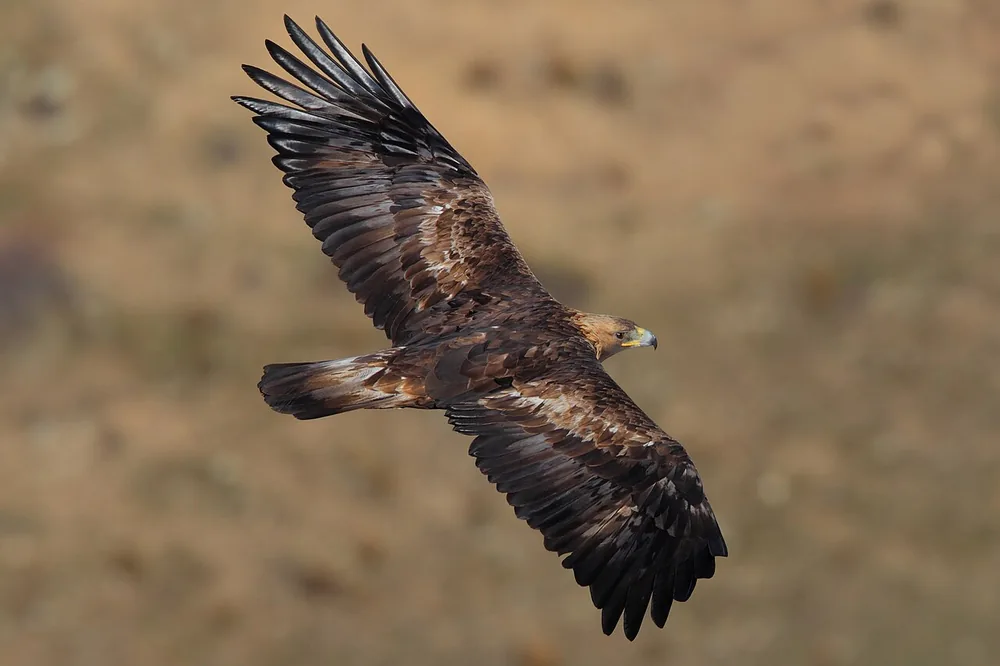 Golden eagle (Aquila chrysaetos): Golden eagle in flight with wings spread