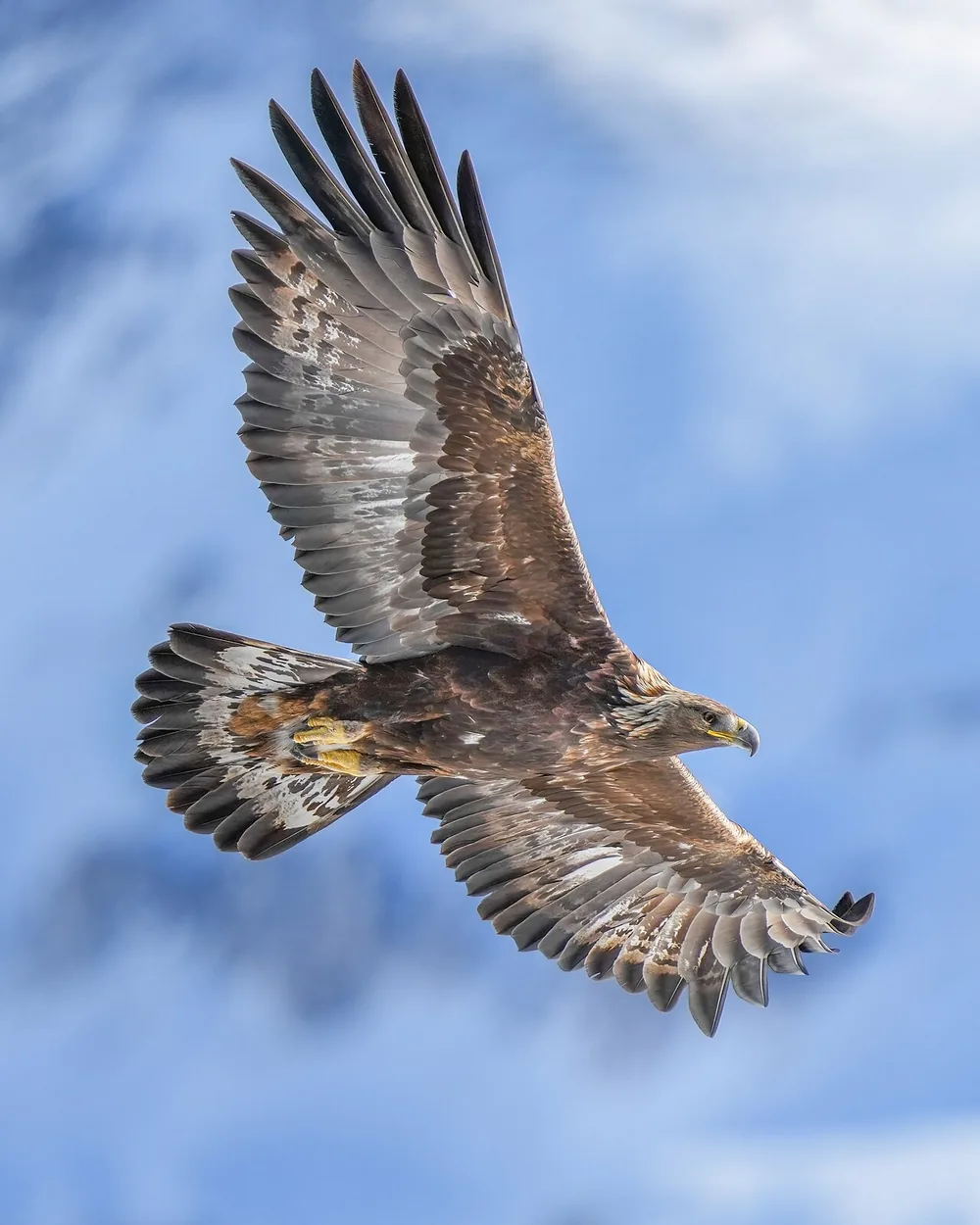 Golden eagle (Aquila chrysaetos), in flight at Pfyn-Finges, Switzerland (wild)