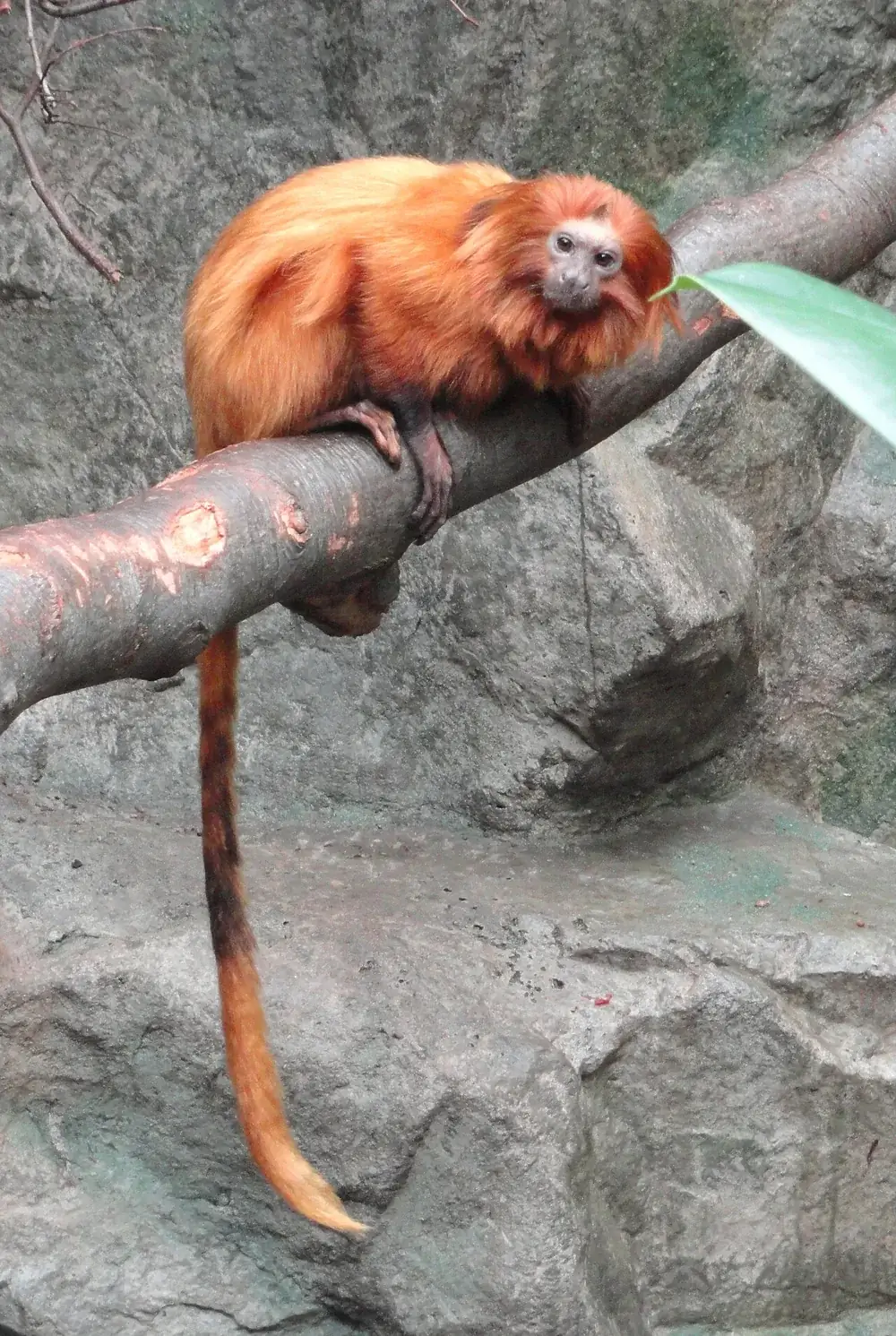 Golden lion tamarin (Leontopithecus rosalia): Golden lion tamarin with golden fur on a branch