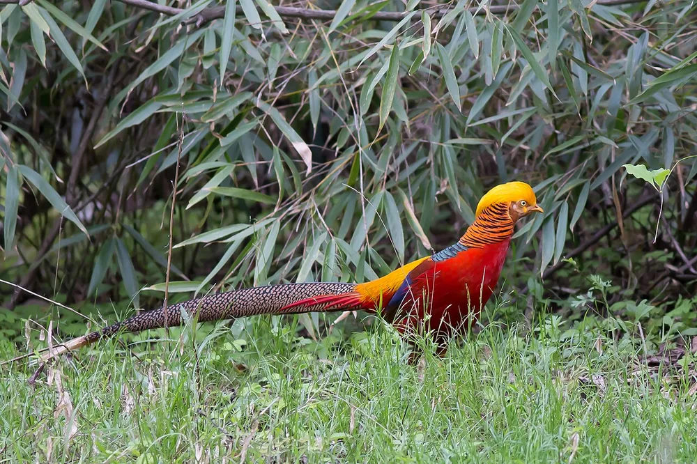 Golden pheasant (Chrysolophus pictus): Male golden pheasant with golden crest and red body