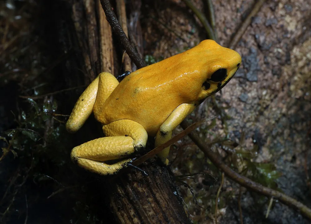 Golden poison frog (Phyllobates terribilis): Bright yellow golden poison frog
