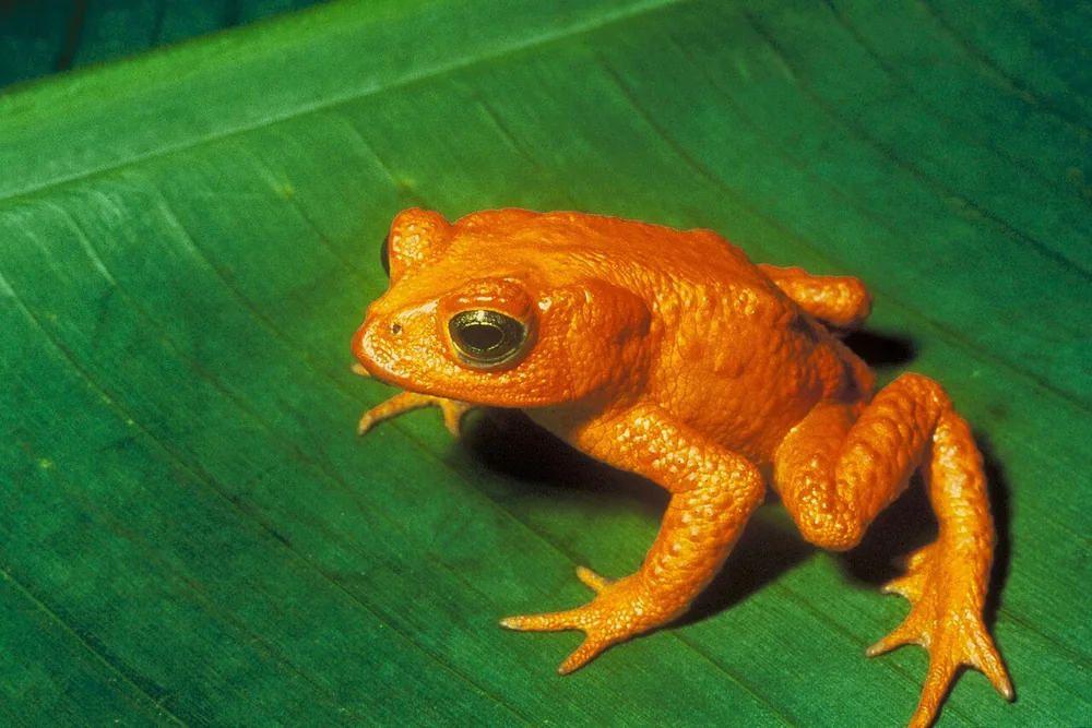 Golden toad (Incilius periglenes): Bright orange male golden toad