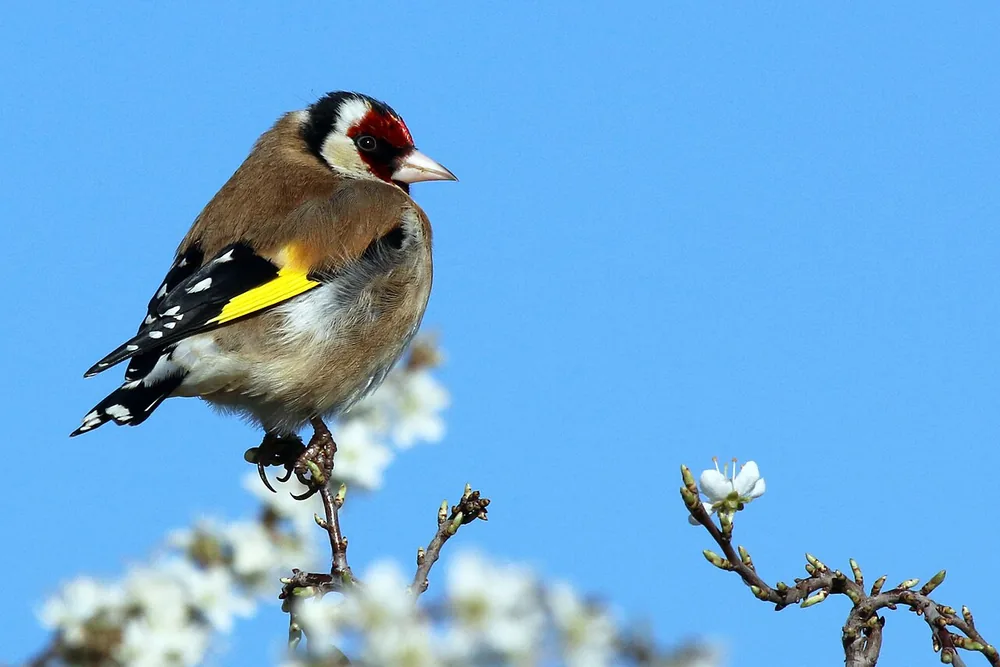 Male goldfinch (Carduelis carduelis) with red face and yellow wing bar on blossom