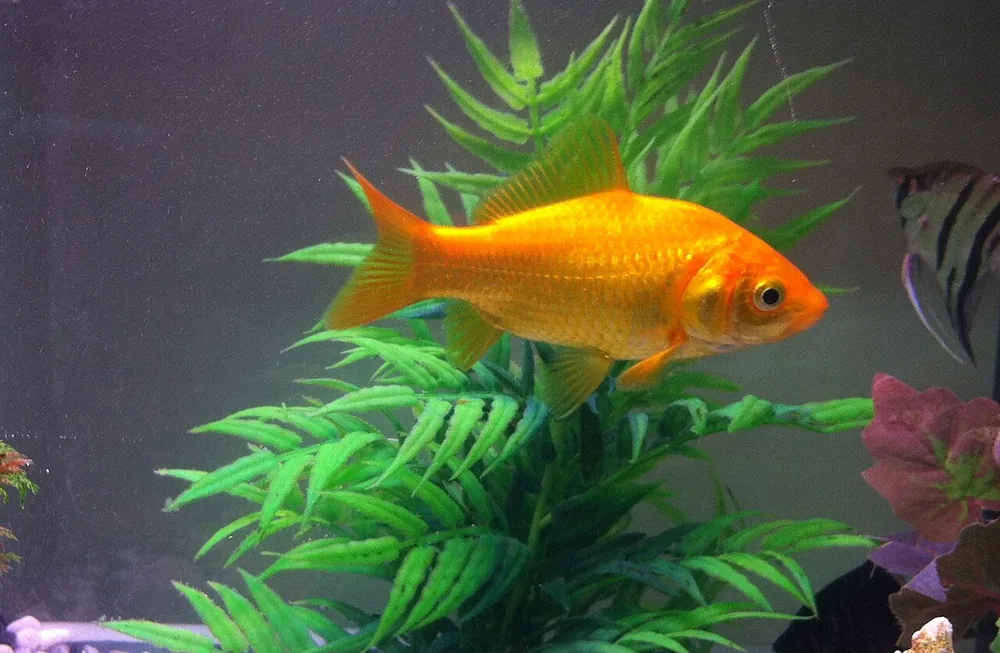 Goldfish (Carassius auratus): Orange goldfish swimming in an aquarium