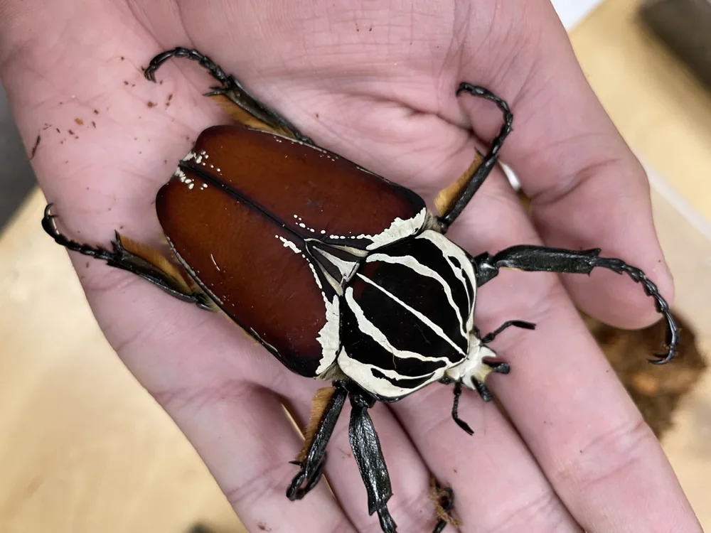 Goliath beetle (Goliathus goliatus): Goliath beetle held on a hand