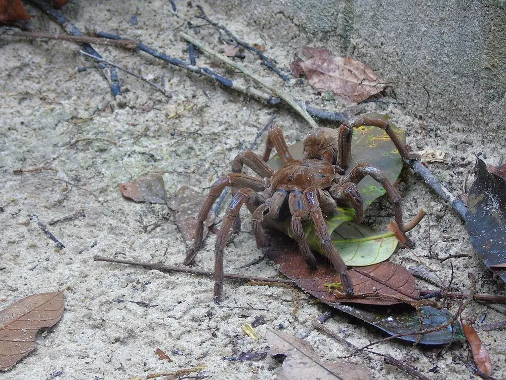 Goliath birdeater (Theraphosa blondi): Goliath birdeater tarantula on the ground