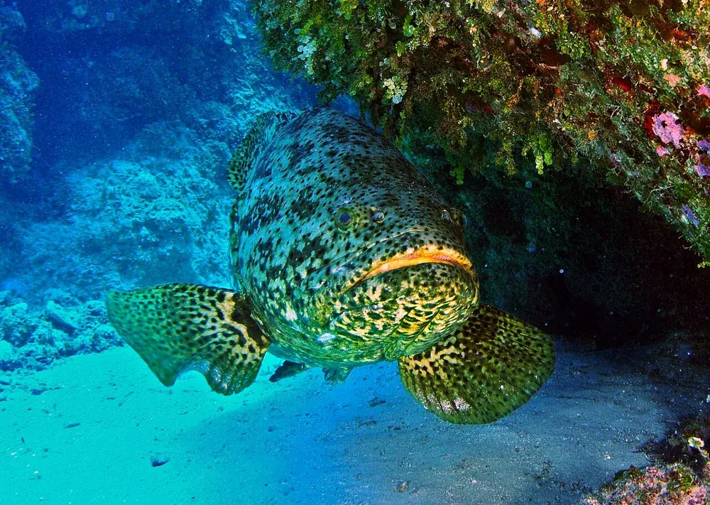Goliath grouper (Atlantic) (Epinephelus itajara): Atlantic goliath grouper swimming near a reef