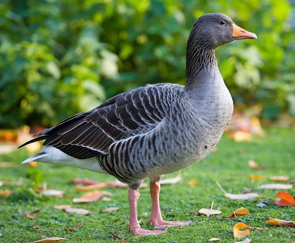 Goose (greylag) (Anser anser): Greylag goose standing on grass