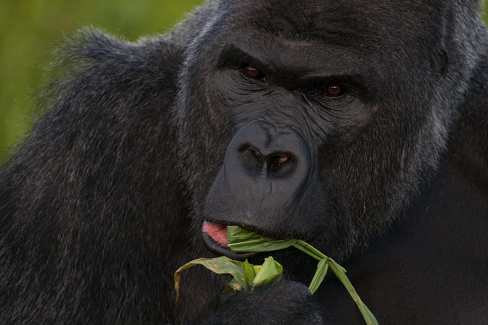 Gorilla (western) (Gorilla gorilla): Western lowland gorilla eating leaves