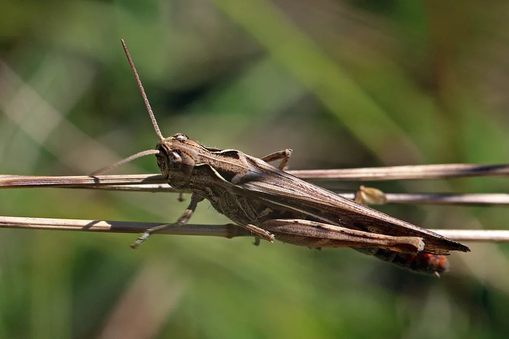 Grasshopper (common field) (Chorthippus brunneus): Common field grasshopper on grass