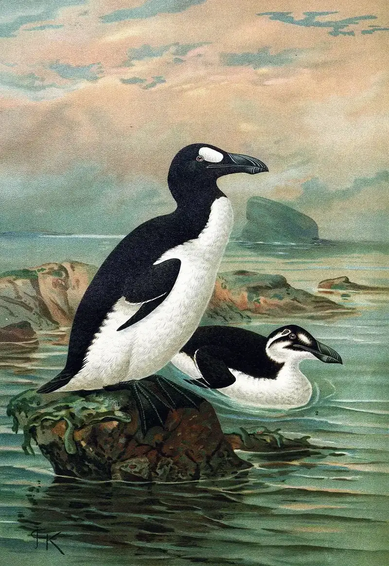 Great auk (Pinguinus impennis): Illustration of two great auks on a rocky shore