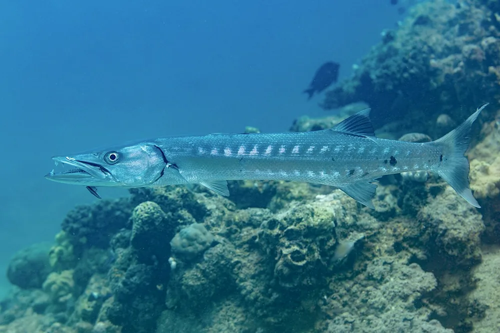 Great barracuda (Sphyraena barracuda)