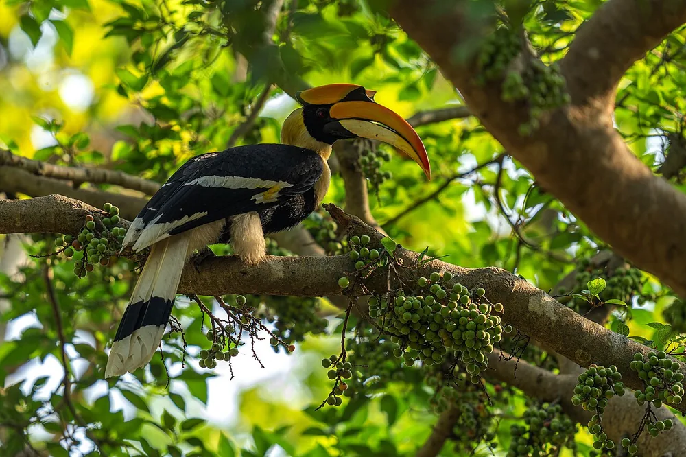 Great hornbill (Buceros bicornis): Great hornbill perched with a large yellow casque