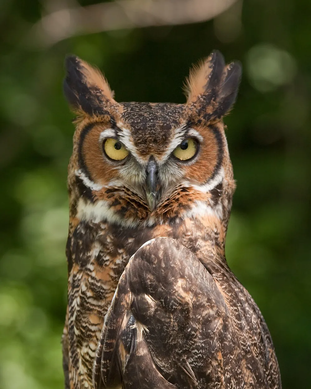 Great horned owl (Bubo virginianus): Great horned owl perched with ear tufts raised