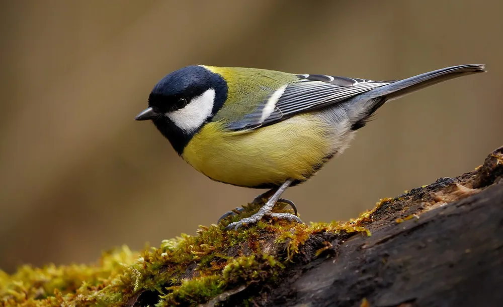 Great tit (Parus major): Great tit perched with black head and yellow chest