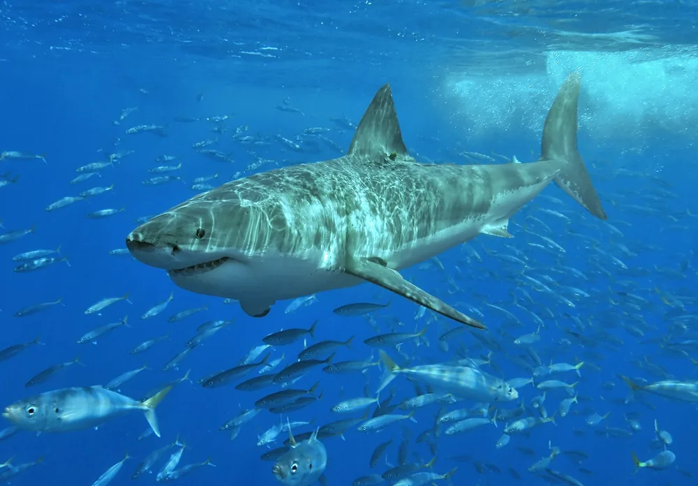 Great white shark (Carcharodon carcharias): Great white shark swimming underwater