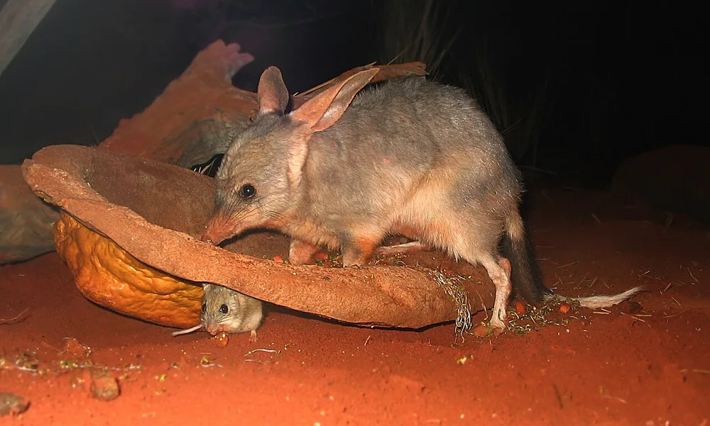 Greater bilby (Macrotis lagotis)