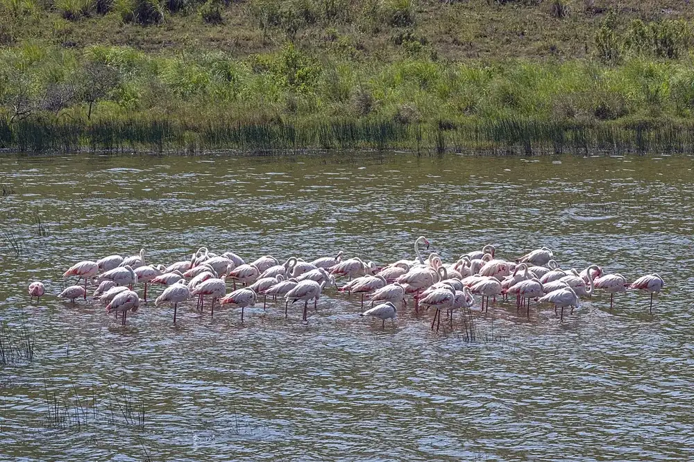 Flock of greater flamingos (Phoenicopterus roseus) wading in a lake