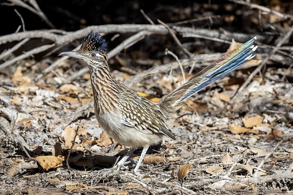 Greater roadrunner (Geococcyx californianus): Greater roadrunner standing on the ground