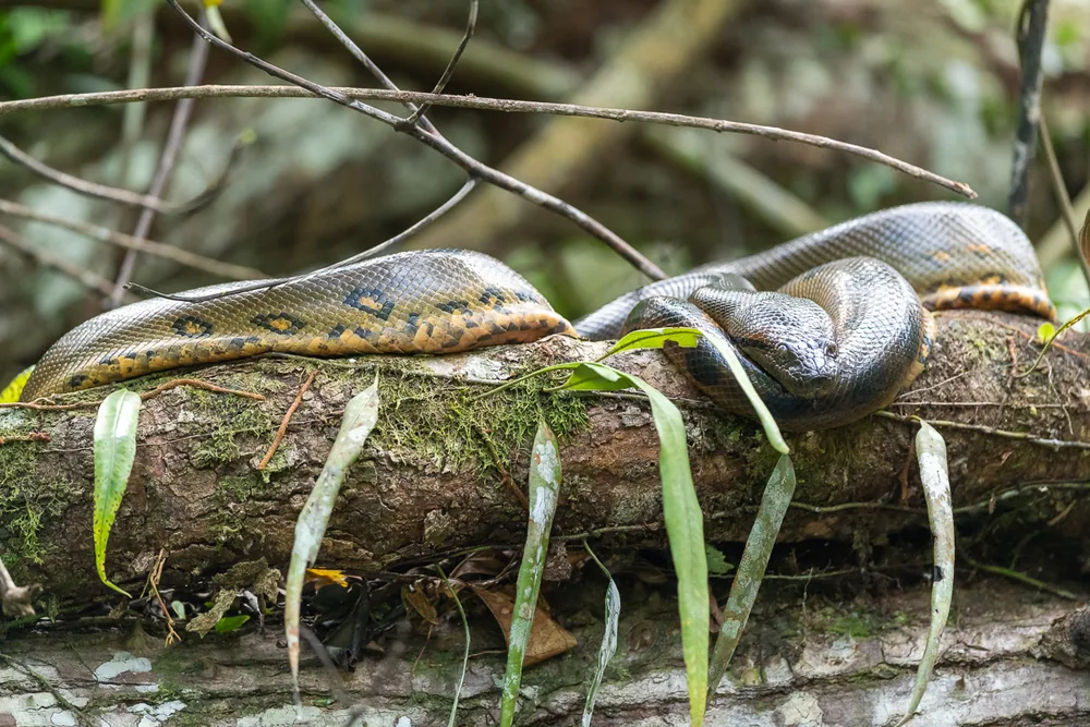 Green anaconda (Eunectes murinus)