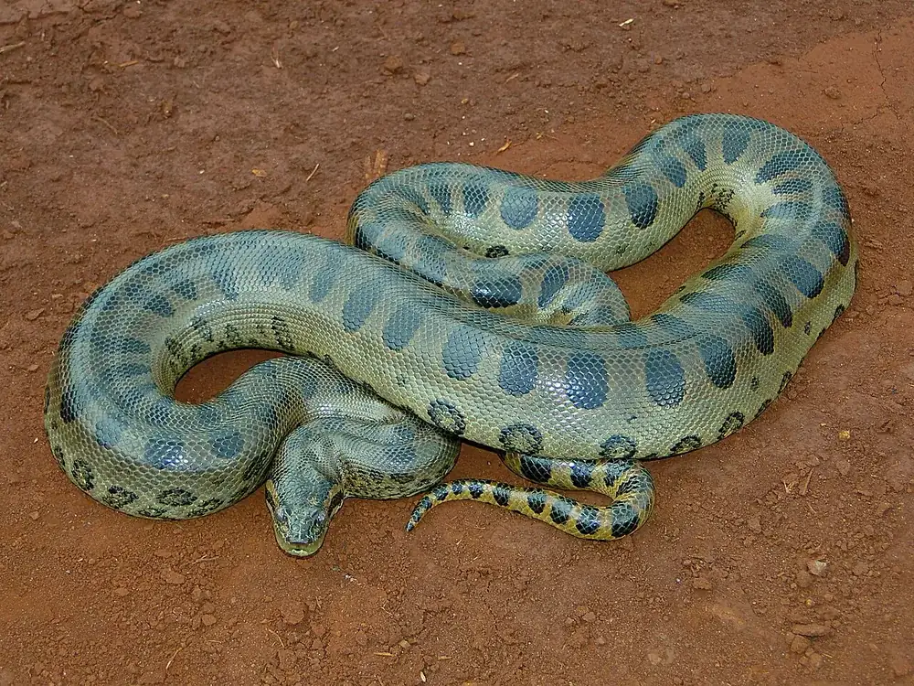Green anaconda (Eunectes murinus): Green anaconda coiled on bare red soil
