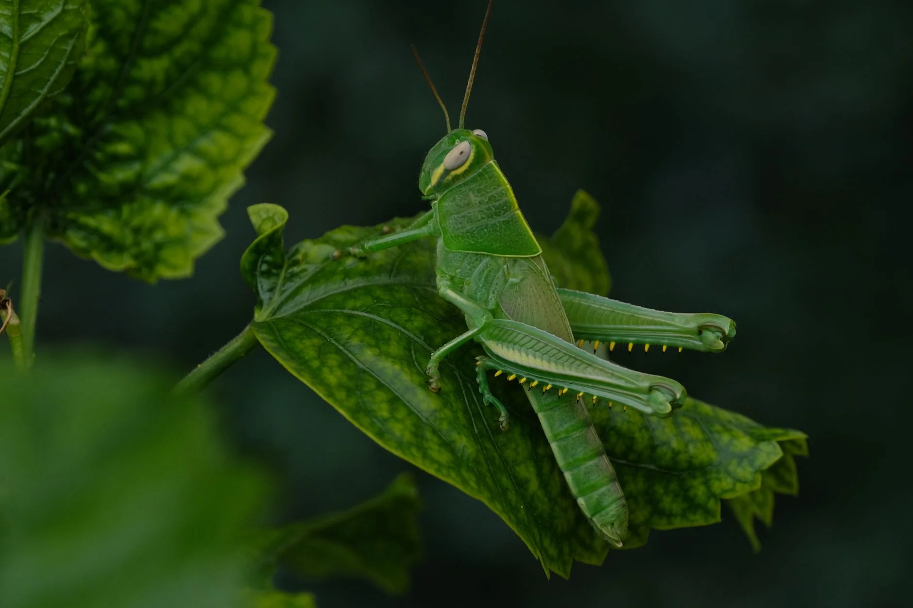 Green grasshopper sitting on a green leaf with long antennae and strong back legs