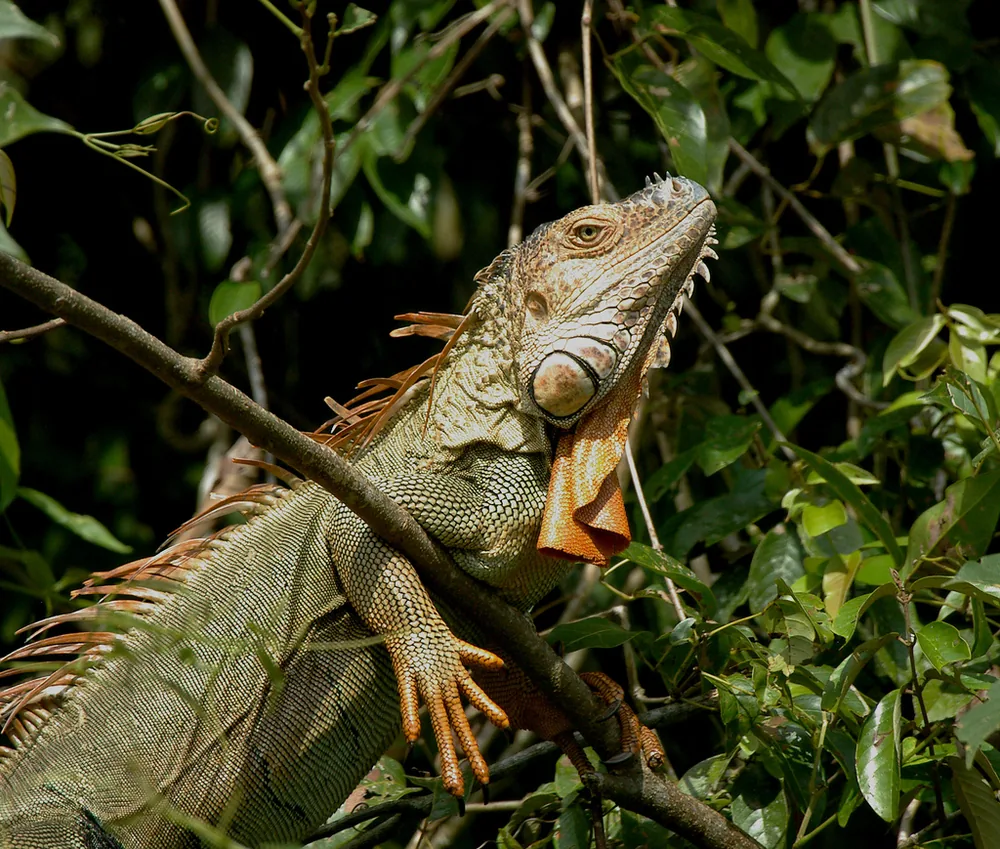 Green iguana (Iguana iguana): Green iguana basking with an orange tint