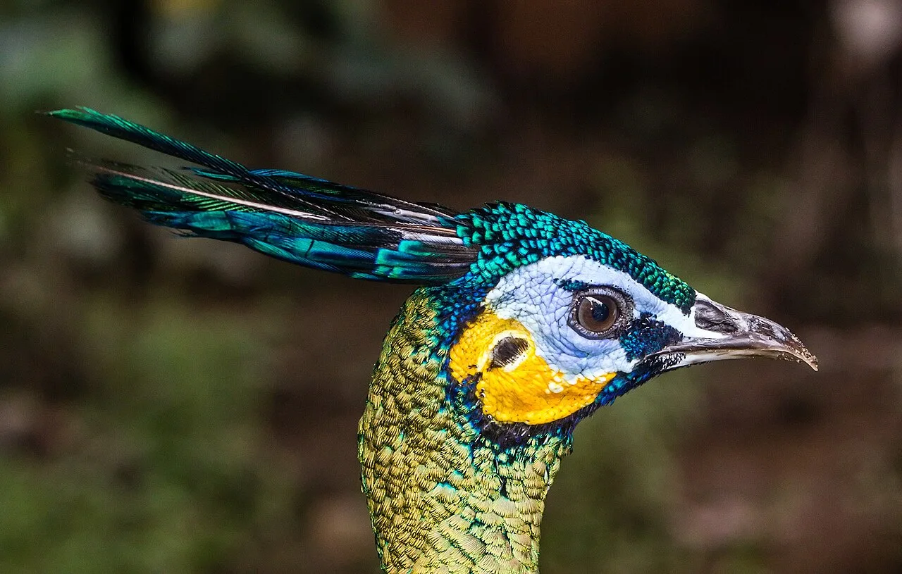 Head of a green peafowl with a tall crest, yellow and blue face patch and scaly green neck