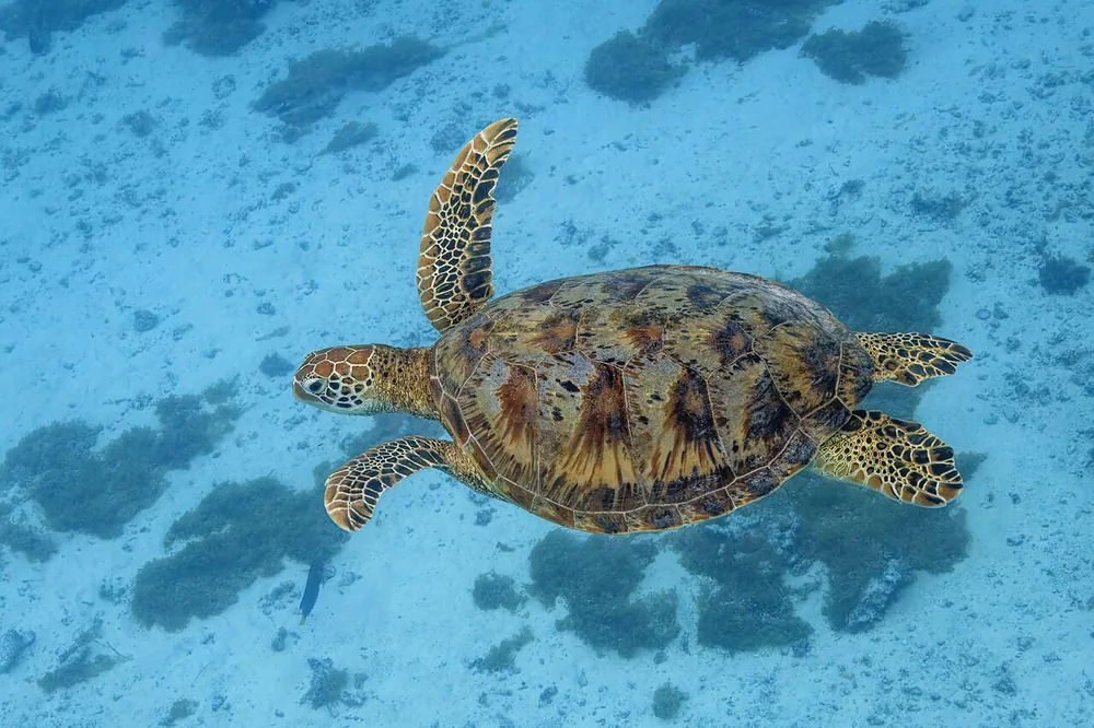 Green sea turtle (Chelonia mydas): Green sea turtle swimming underwater