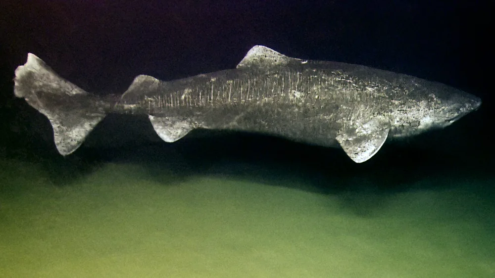 Greenland shark (Somniosus microcephalus): Greenland shark swimming in the deep sea