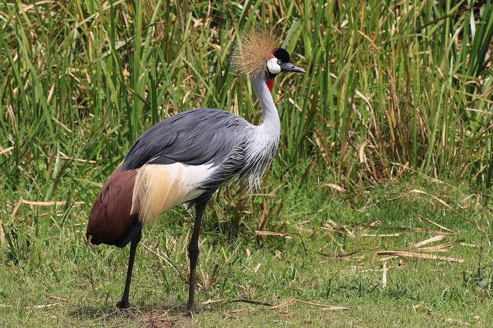 Grey crowned crane (Balearica regulorum): Grey crowned crane with a golden feather crown