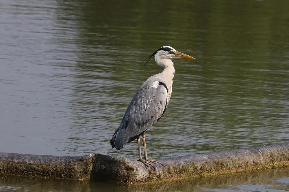 Grey heron (Ardea cinerea): Grey heron standing at the water’s edge